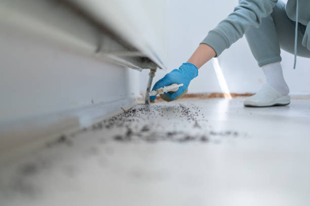 Best Termite Control Services  in South Hill, NY
